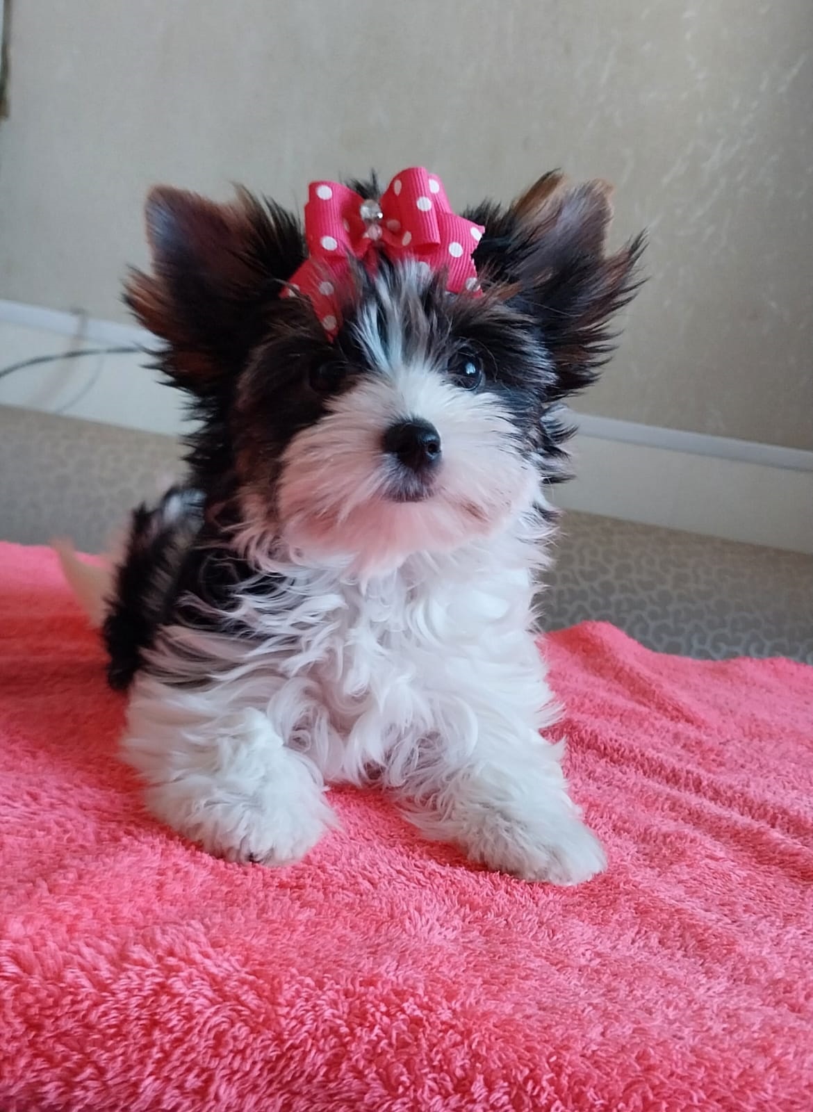 Йоркширский Бивер терьер