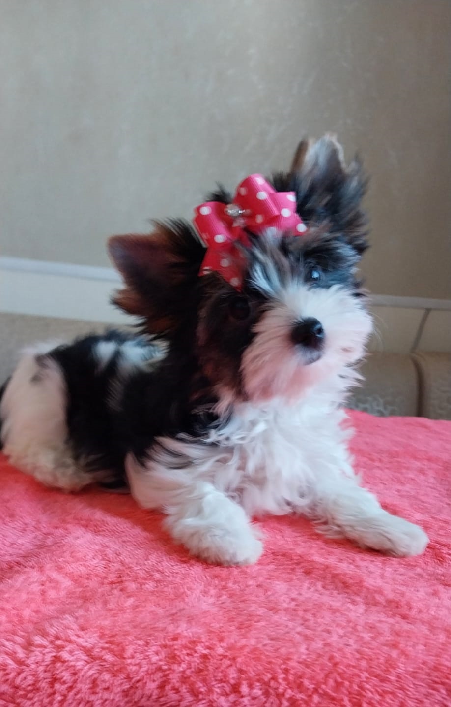 купить щенка Бивер терьера