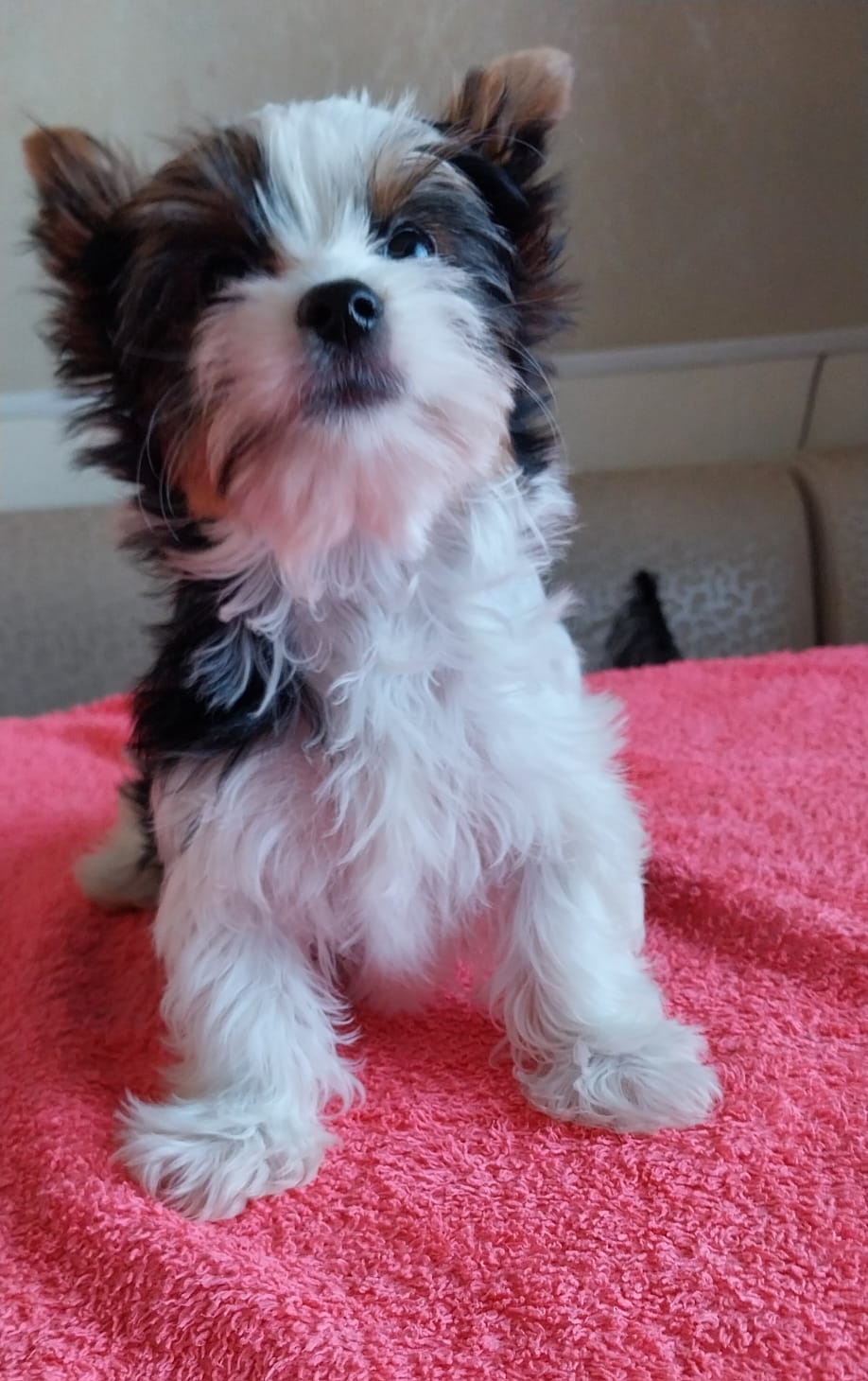 Йоркширский Бивер терьер