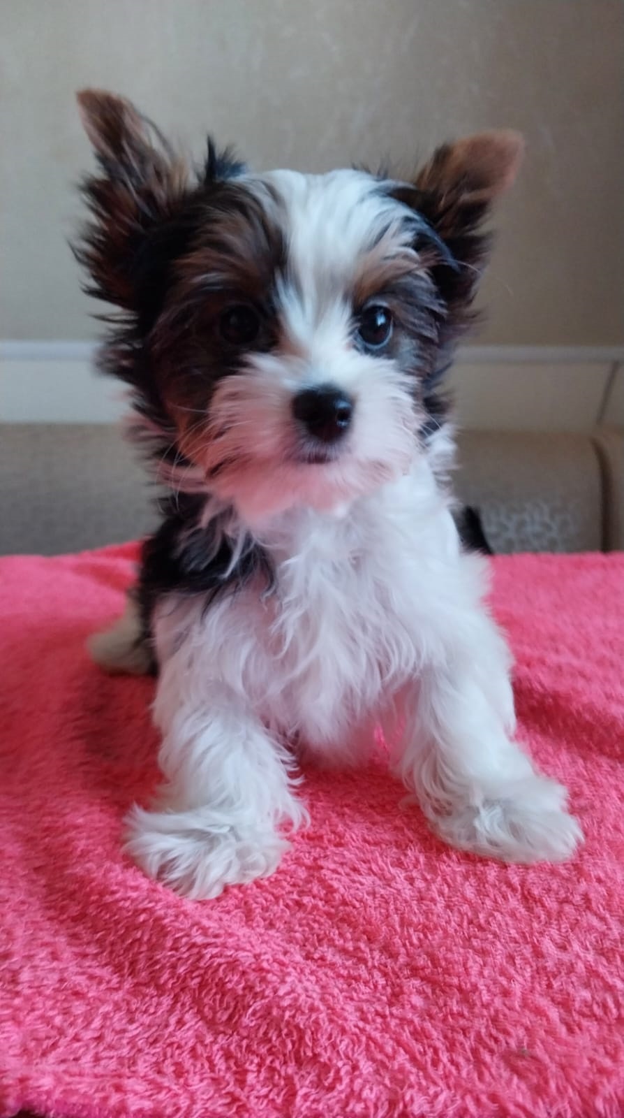 купить щенка Бивер терьера