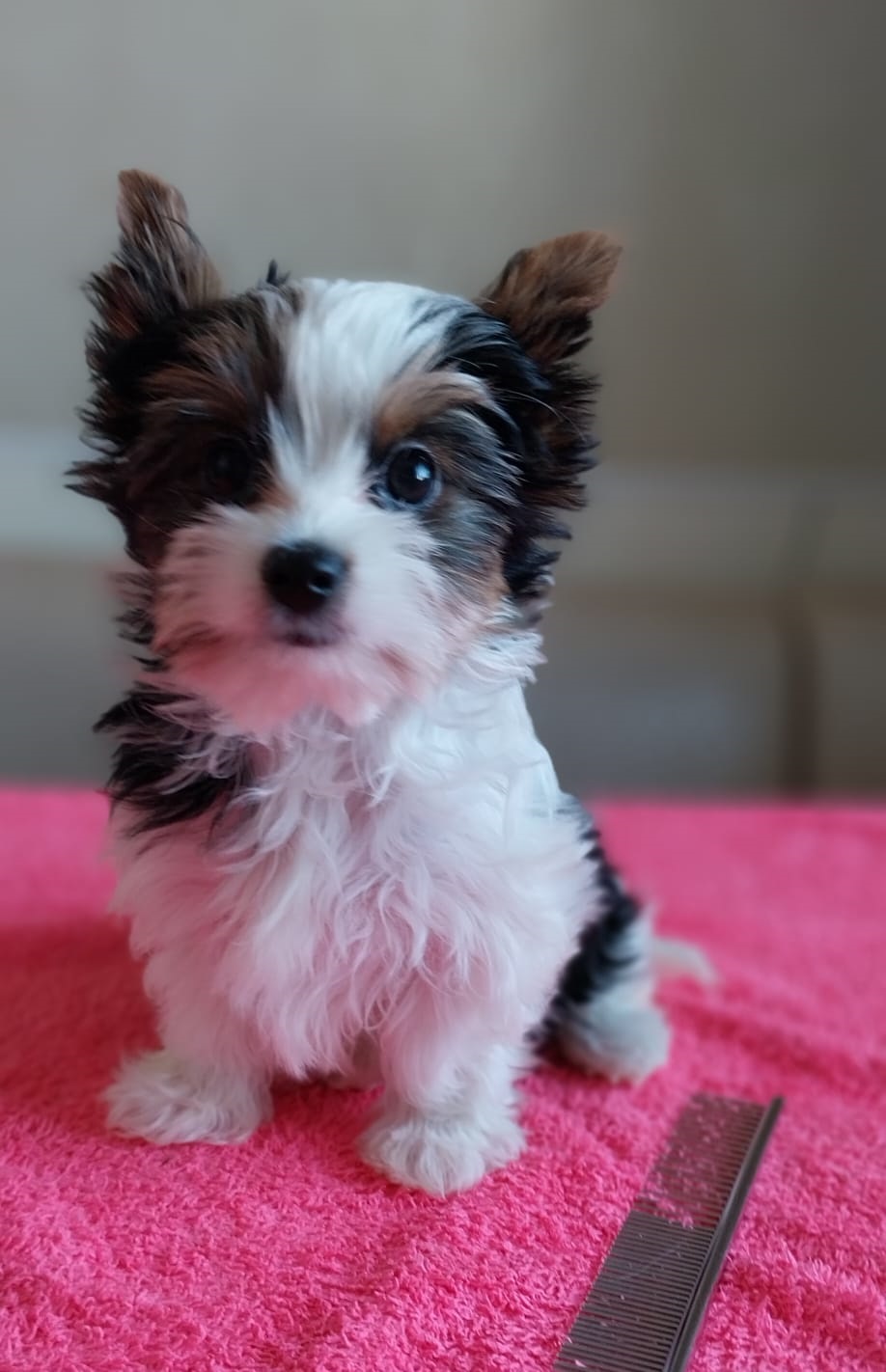 Йоркширский Бивер терьер