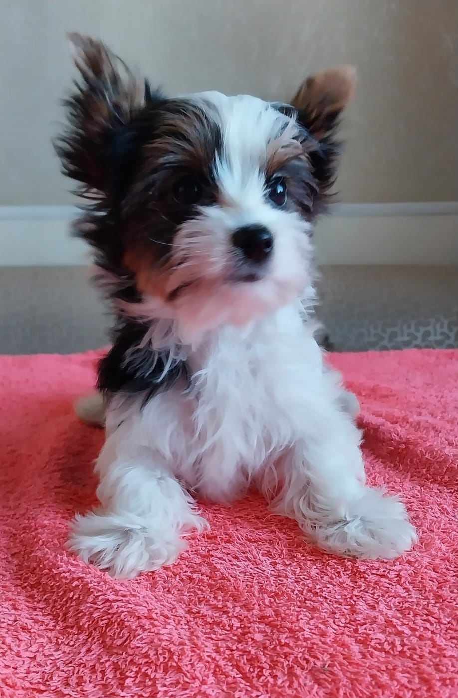 купить щенка Бивер терьера