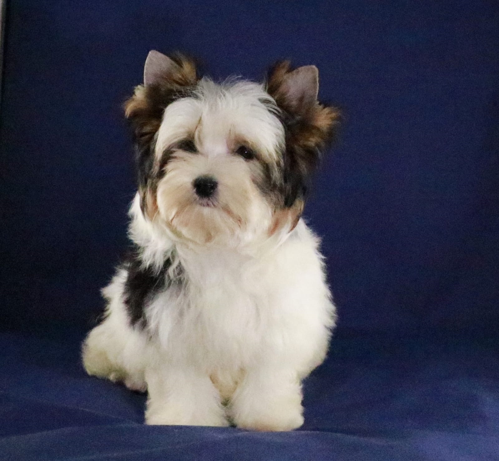 купить щенка Бивер терьера