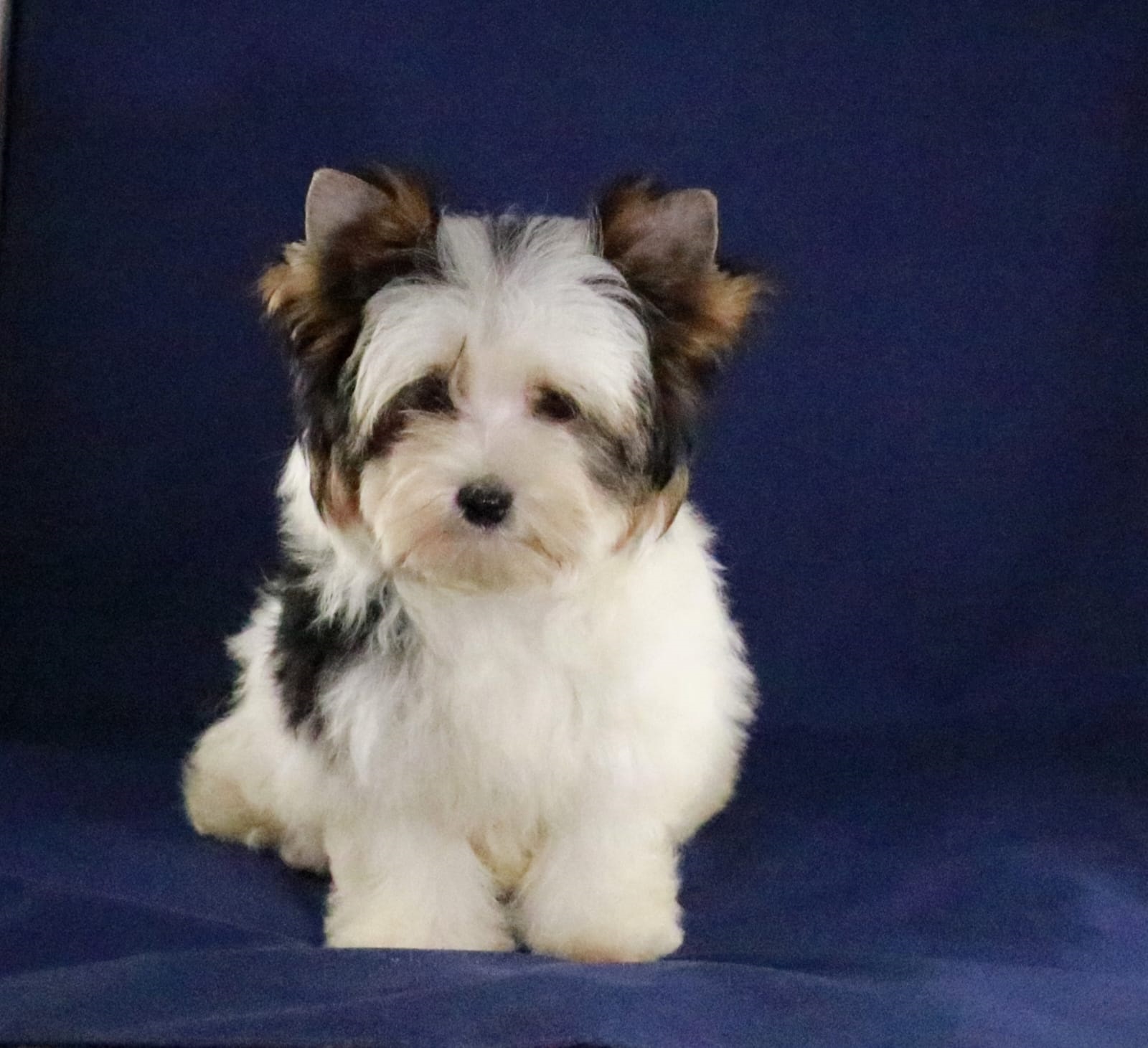 купить щенка Бивер терьера