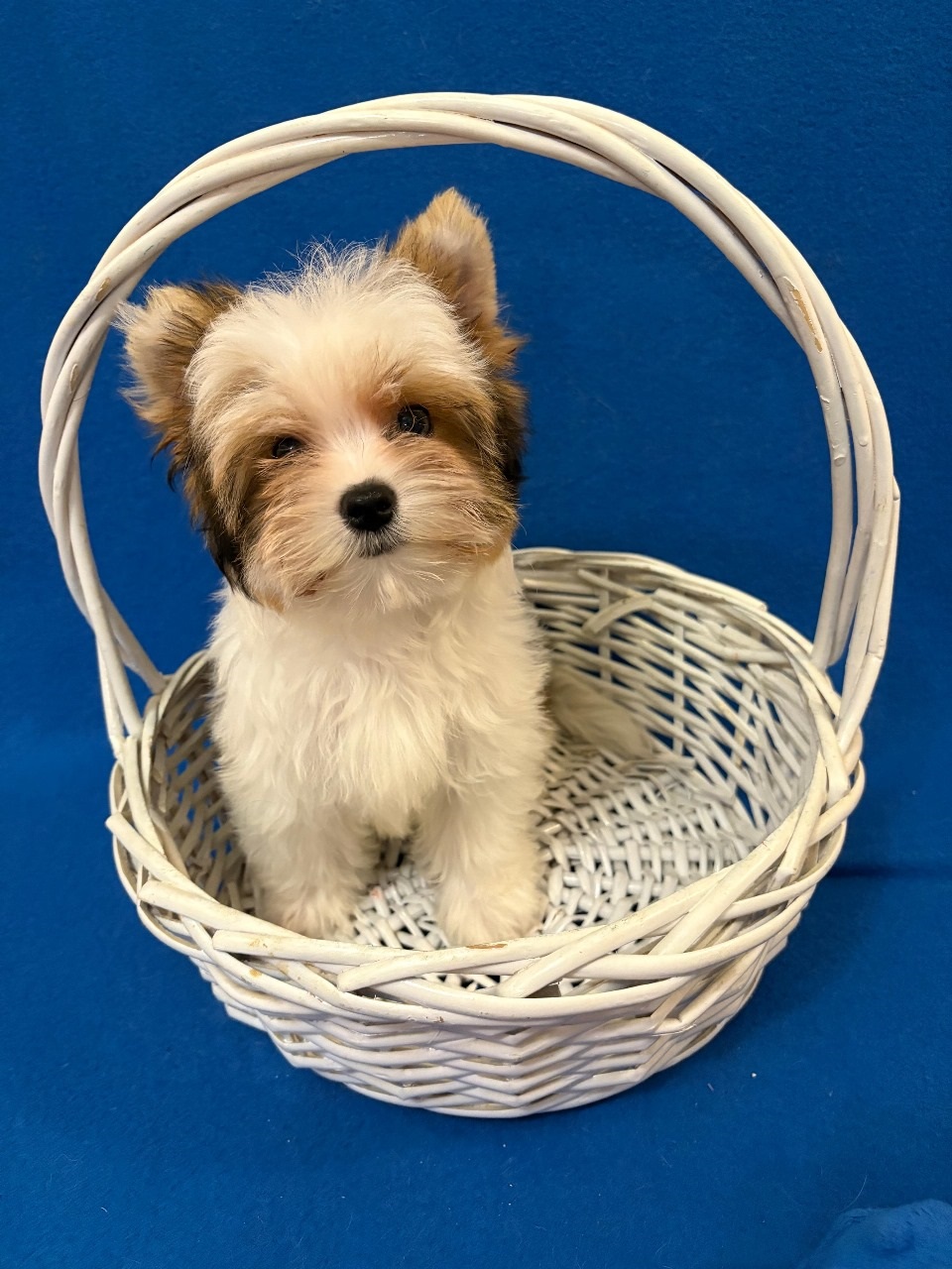 Йоркширский Бивер терьер