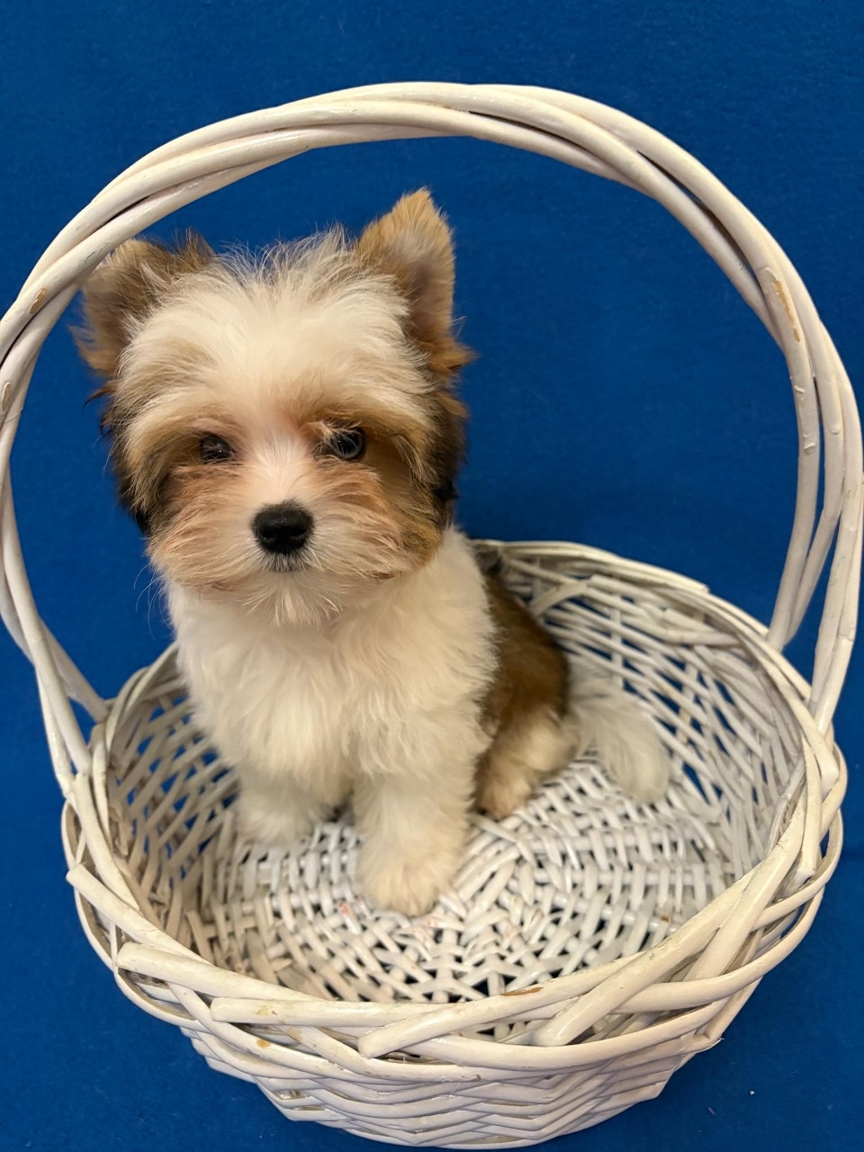 купить щенка Бивер терьера