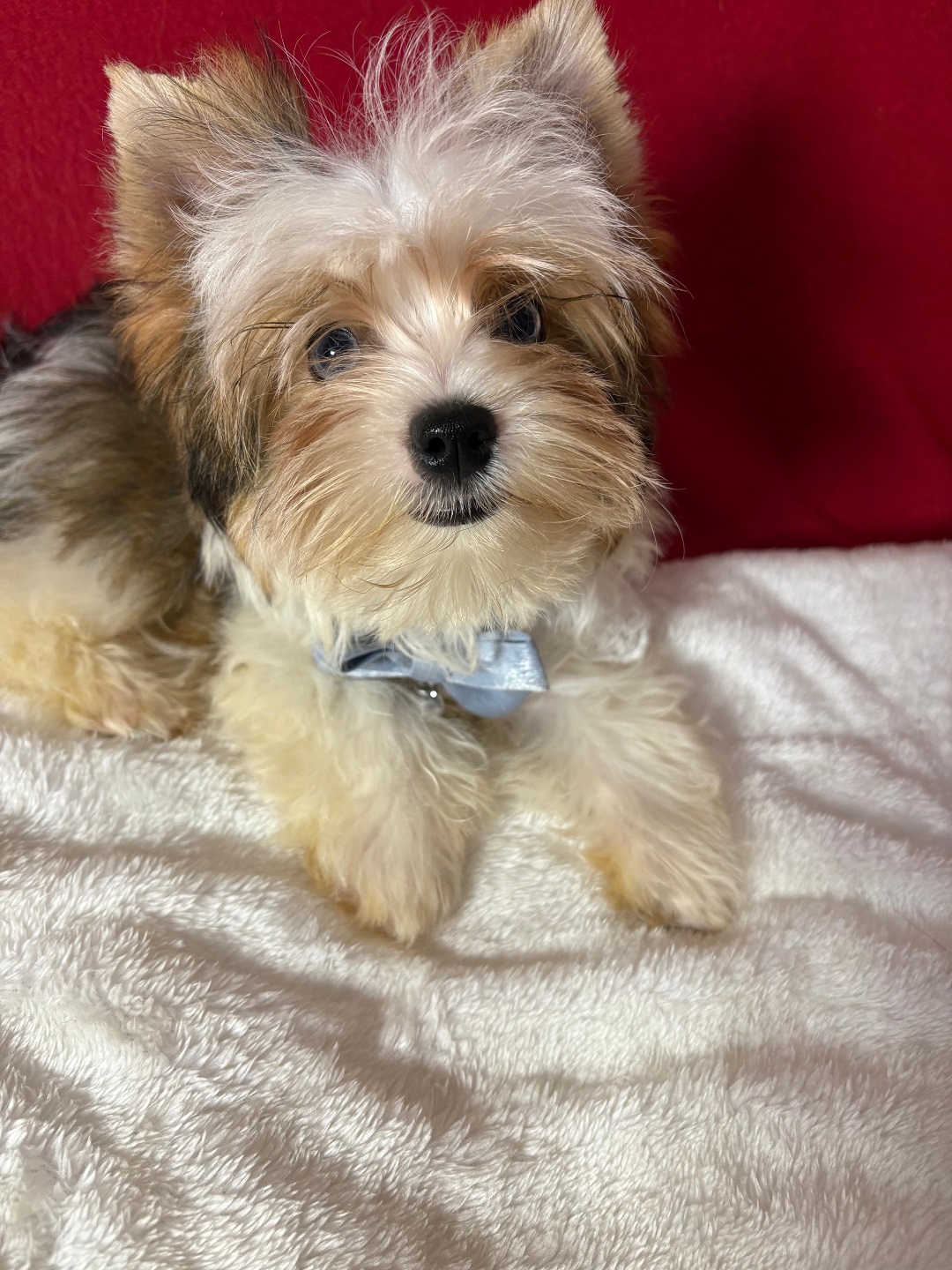 Йоркширский Бивер терьер