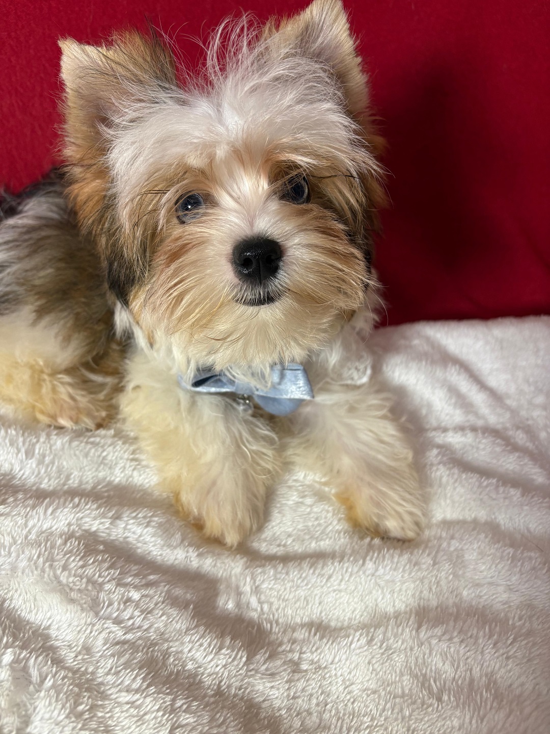 купить щенка Бивер терьера