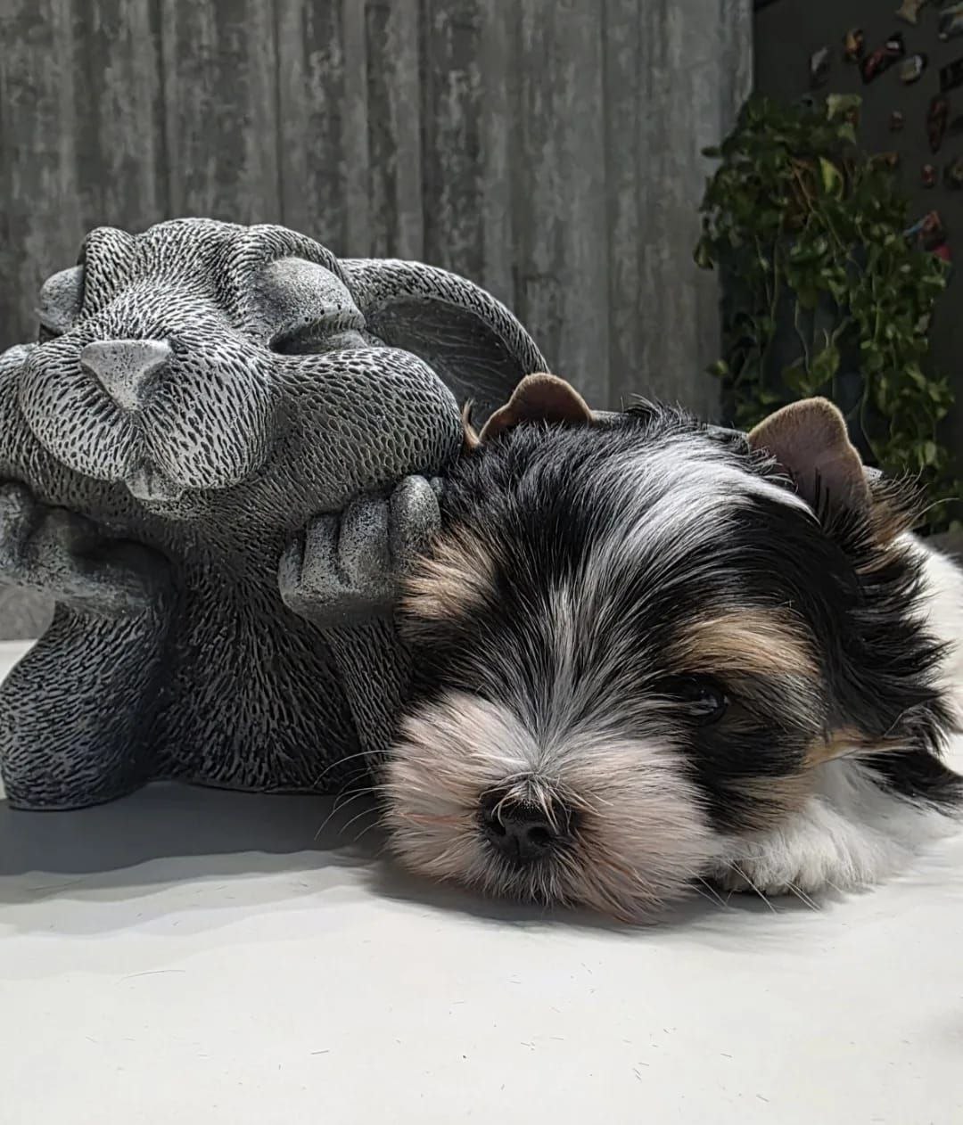 Йоркширский Бивер терьер