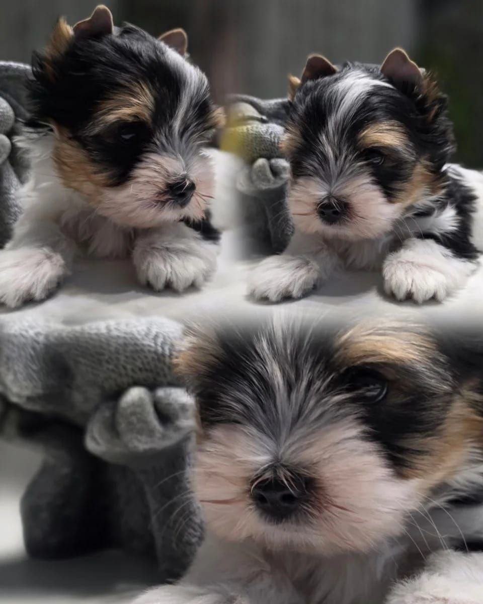 купить щенка Бивер терьера