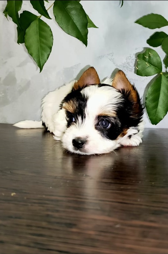 Щенок Бивер Йорка