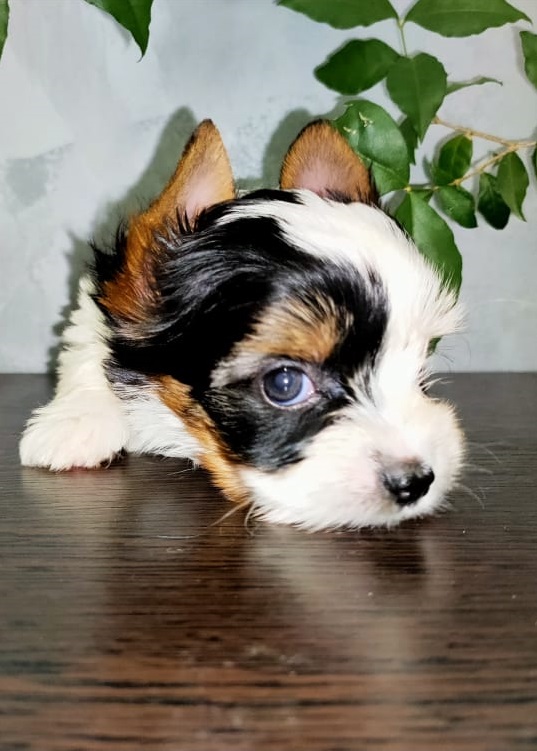 Девочка бивер