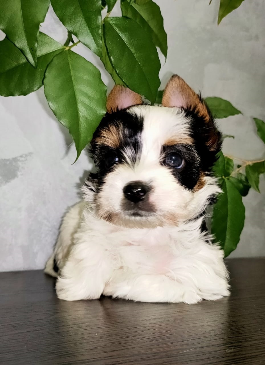 Щеноки Бивер Йорка фото