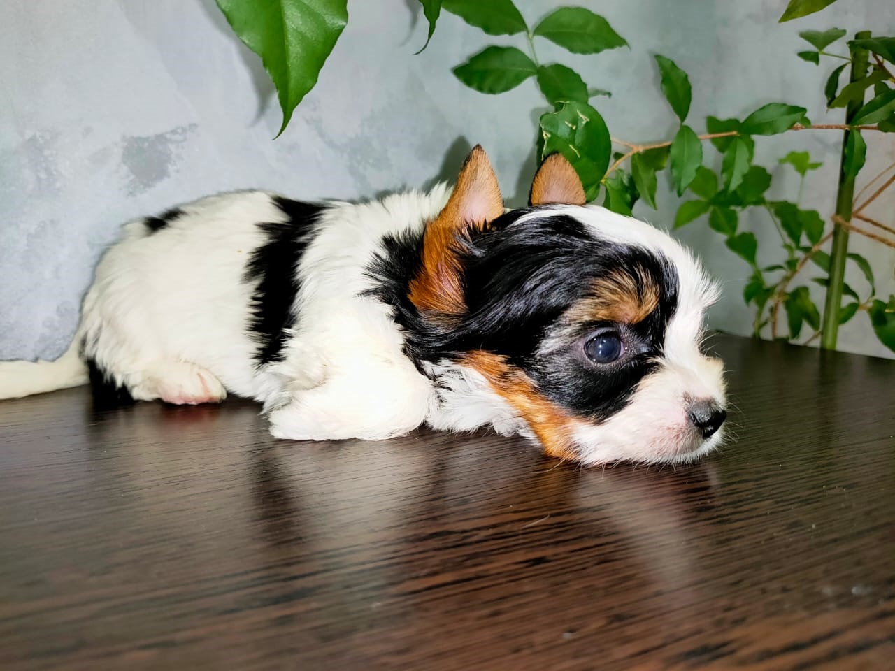 Щеноки Бивер Йорка фото