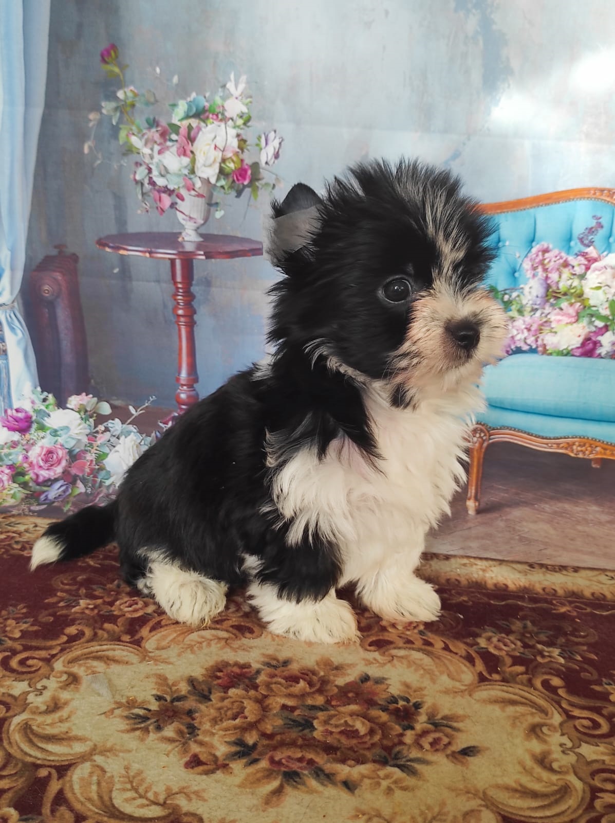 Йоркширский Бивер терьер