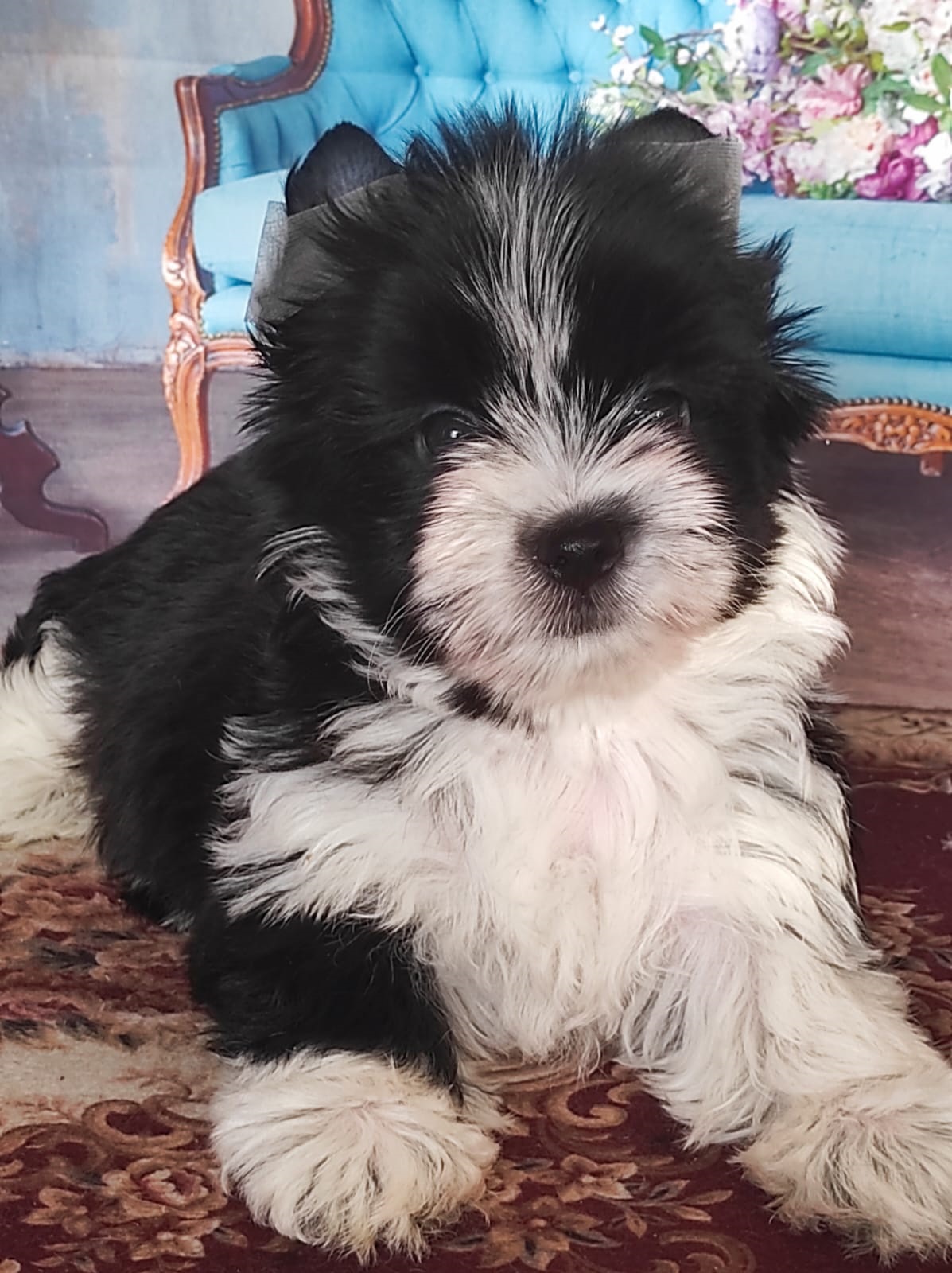 Йоркширский Бивер терьер