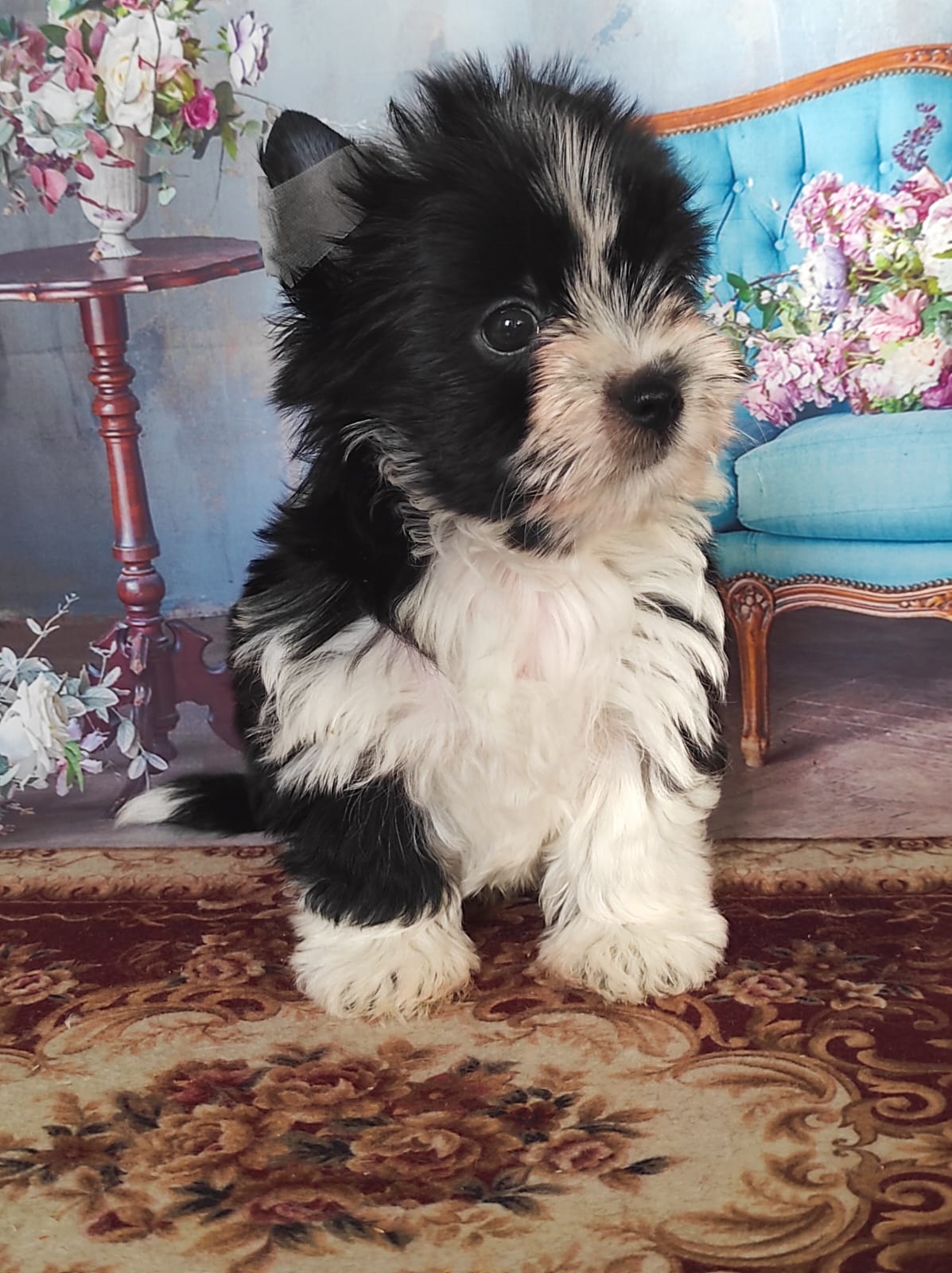 Йоркширский Бивер терьер