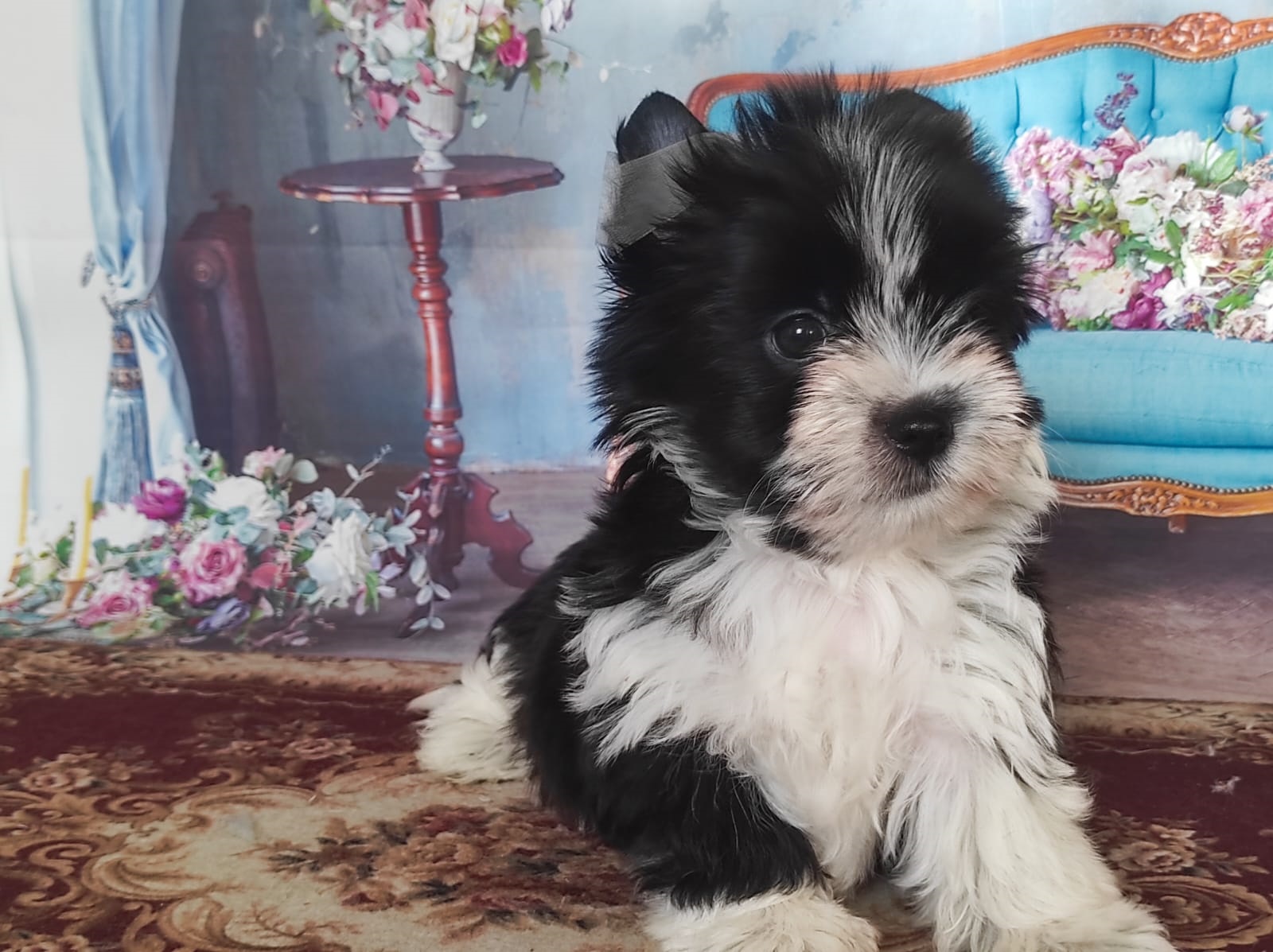 Йоркширский Бивер терьер