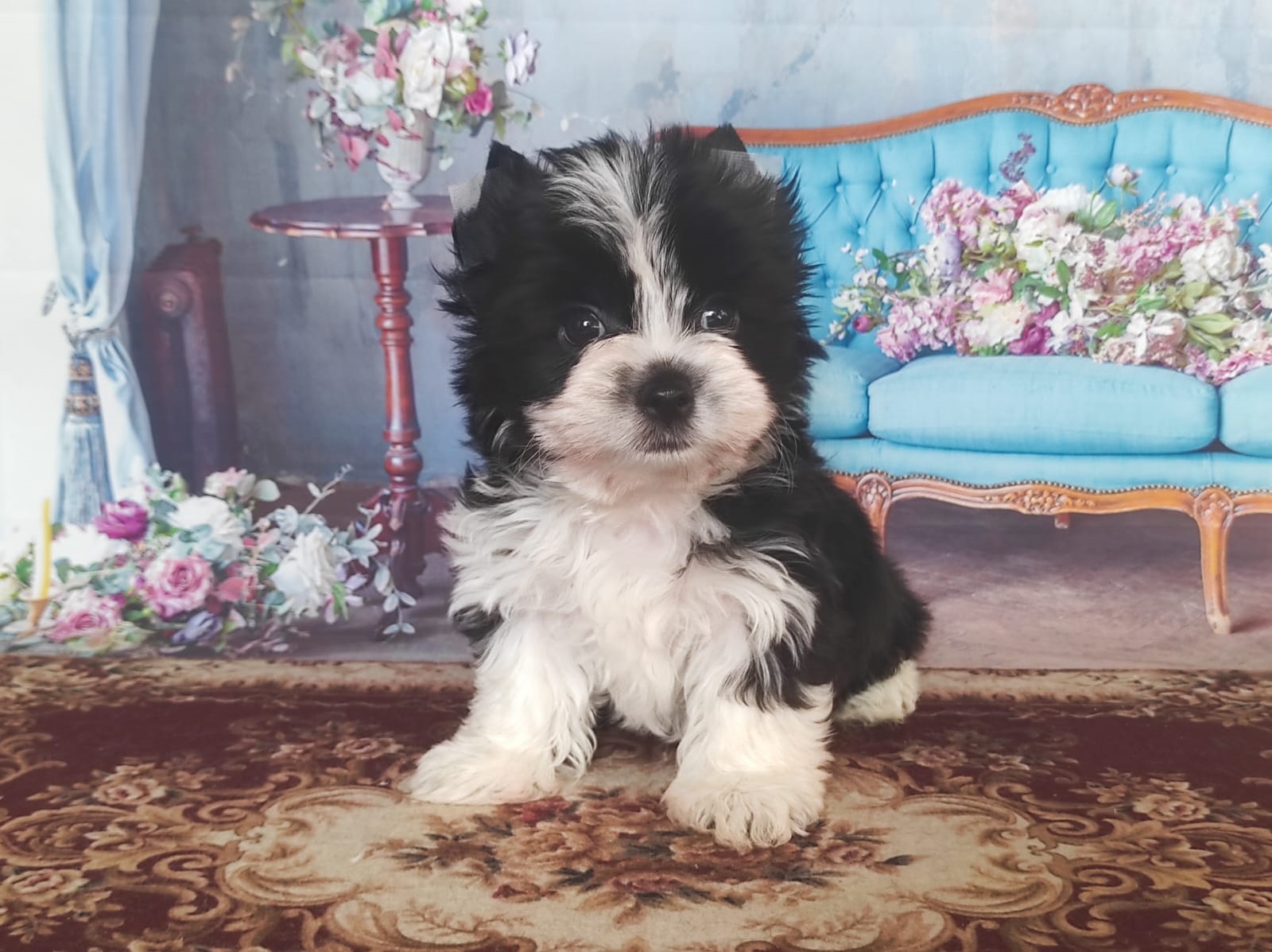 Йоркширский Бивер терьер