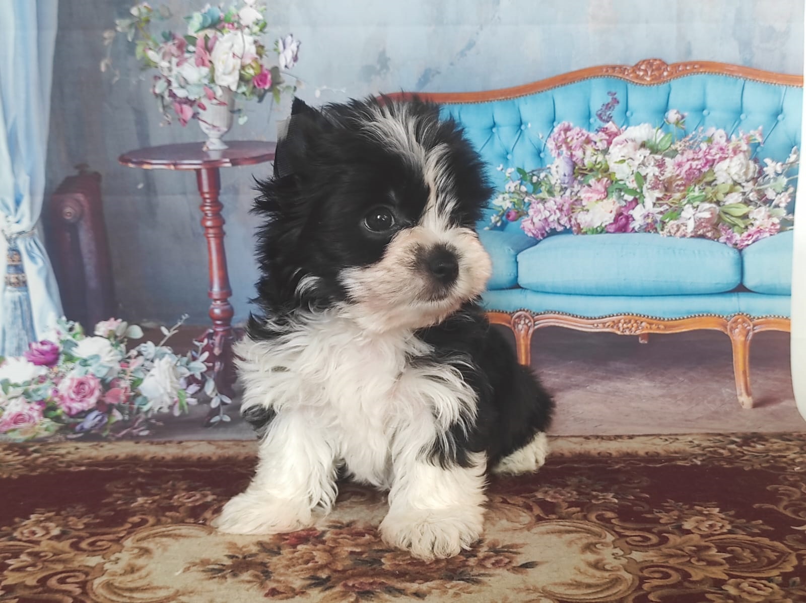 Йоркширский Бивер терьер