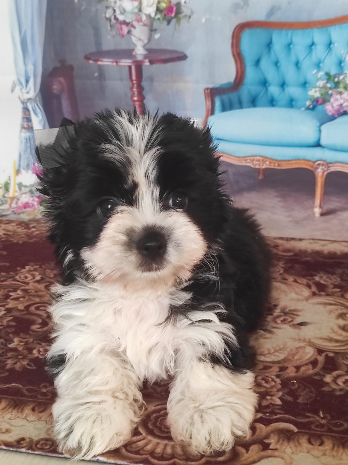 Йоркширский Бивер терьер