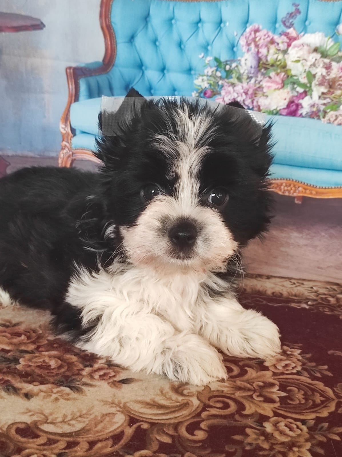 Йоркширский Бивер терьер