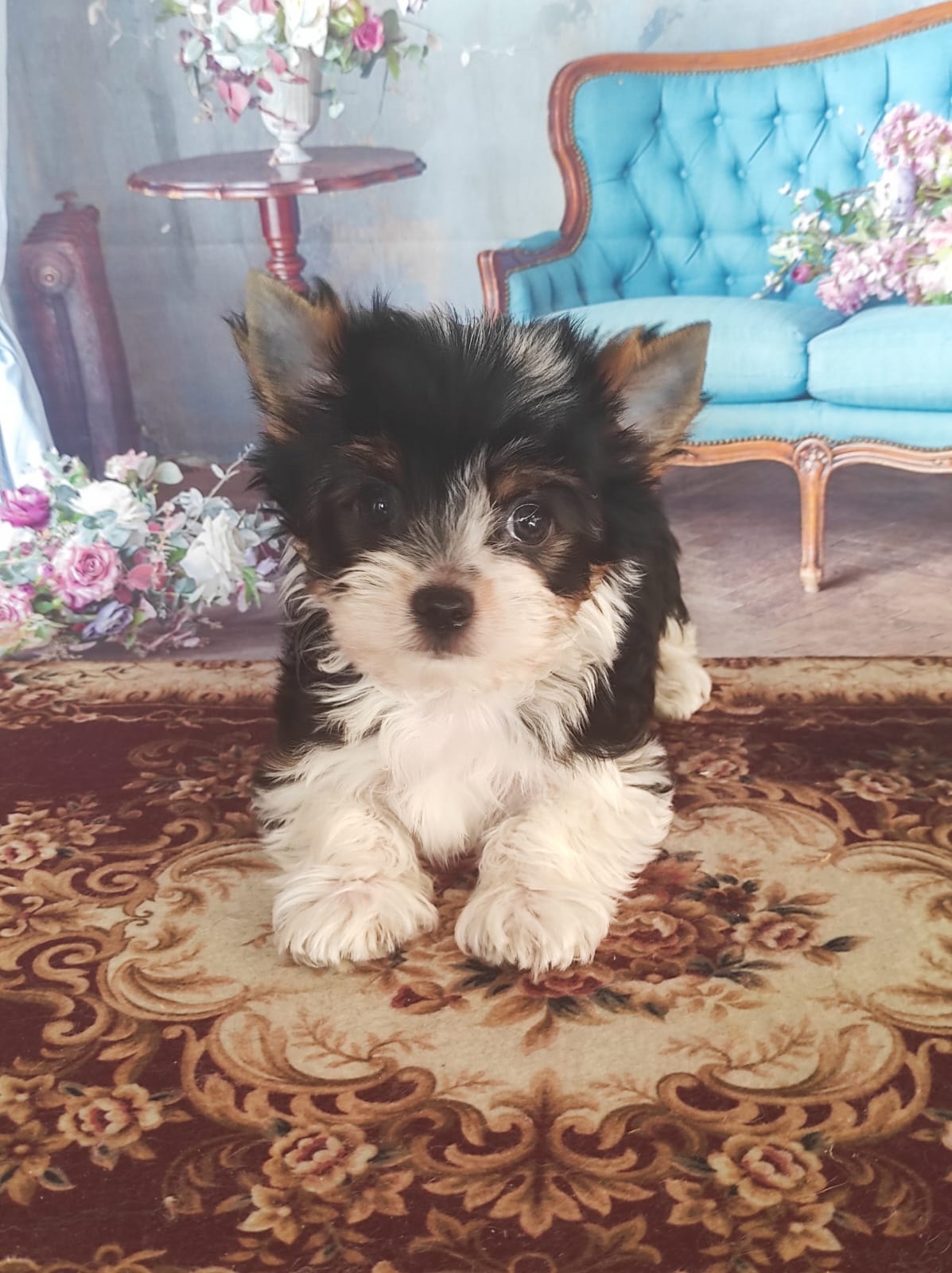 Йоркширский Бивер терьер