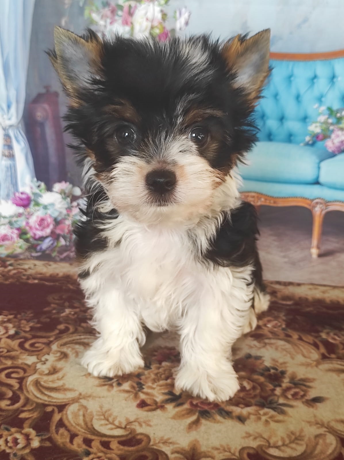 Йоркширский Бивер терьер