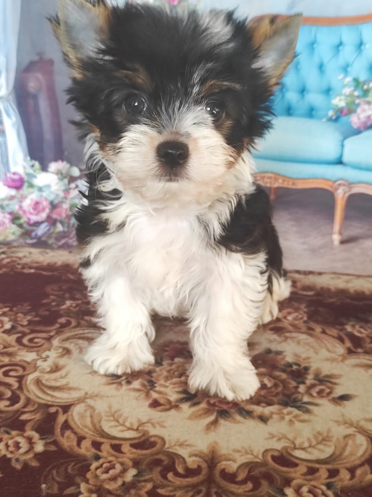 Йоркширский Бивер терьер