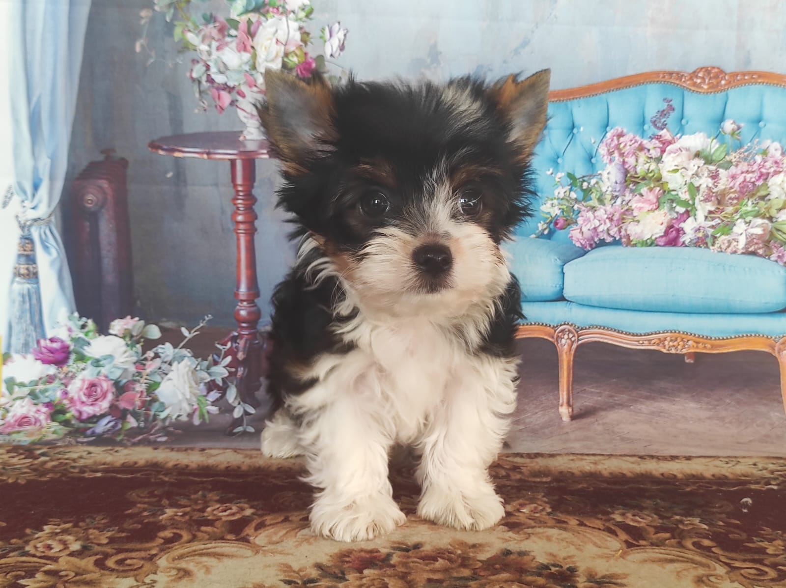 Йоркширский Бивер терьер