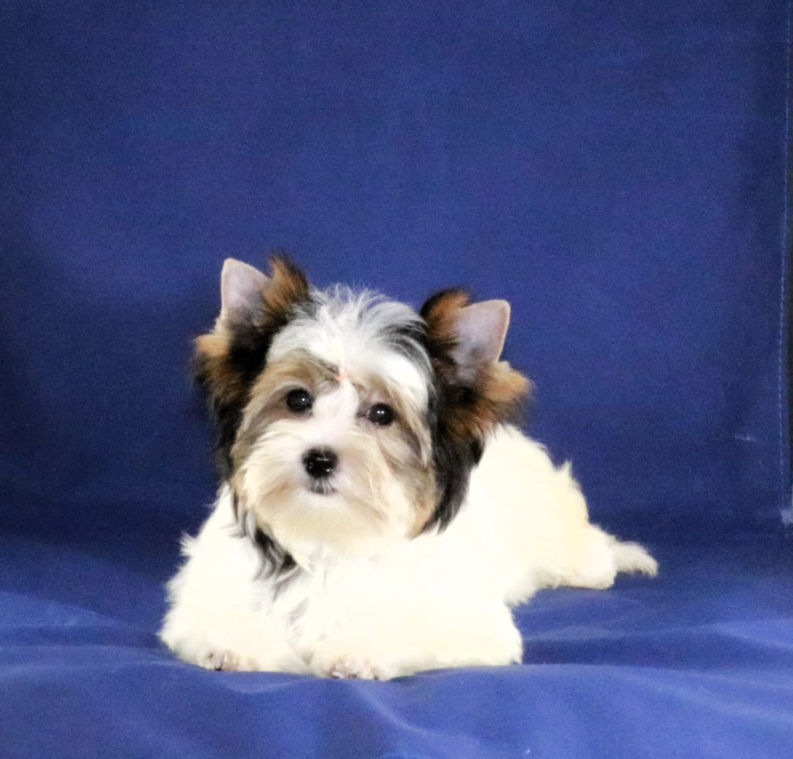 Йоркширский Бивер терьер