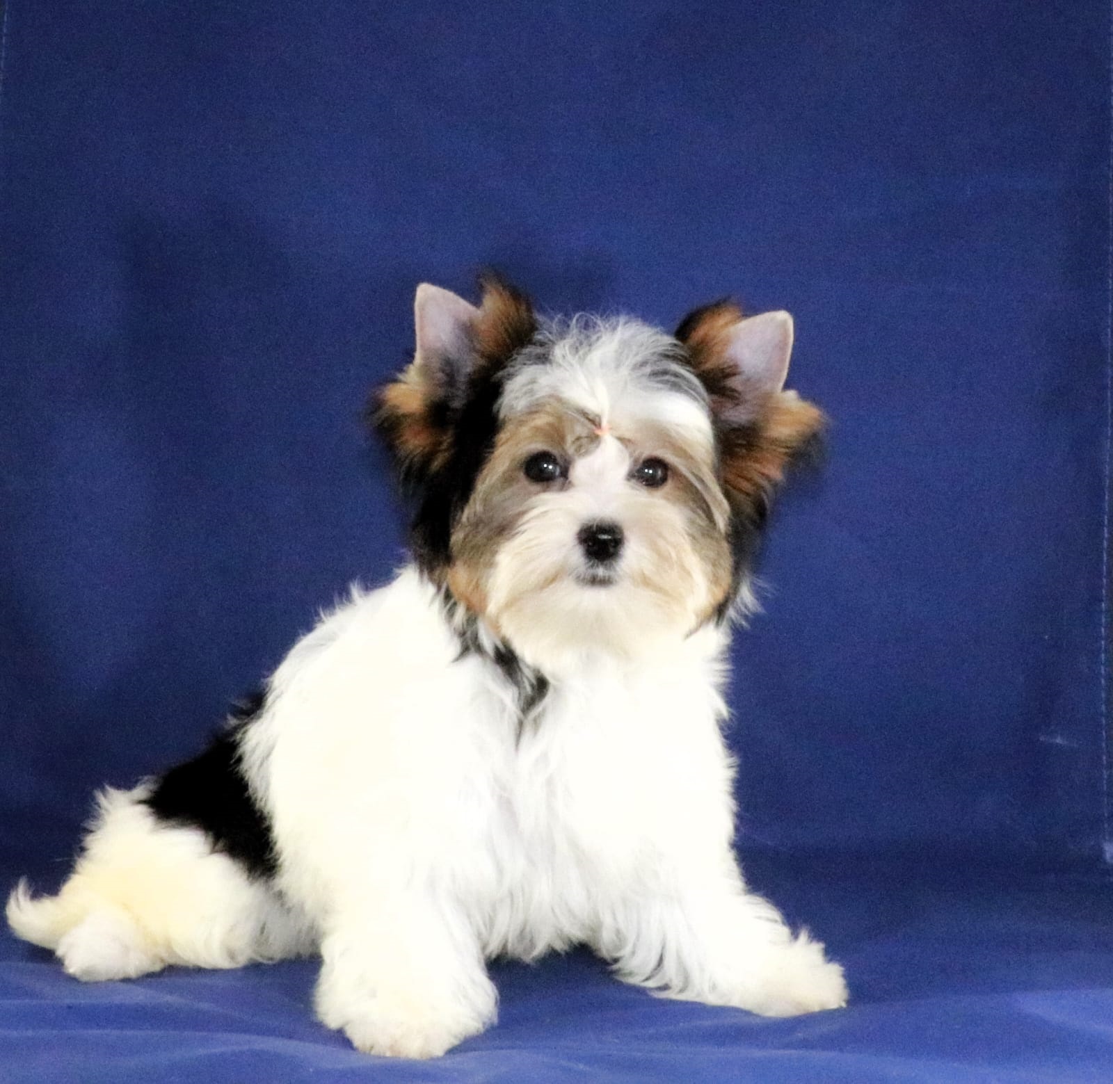 купить щенка Бивер терьера