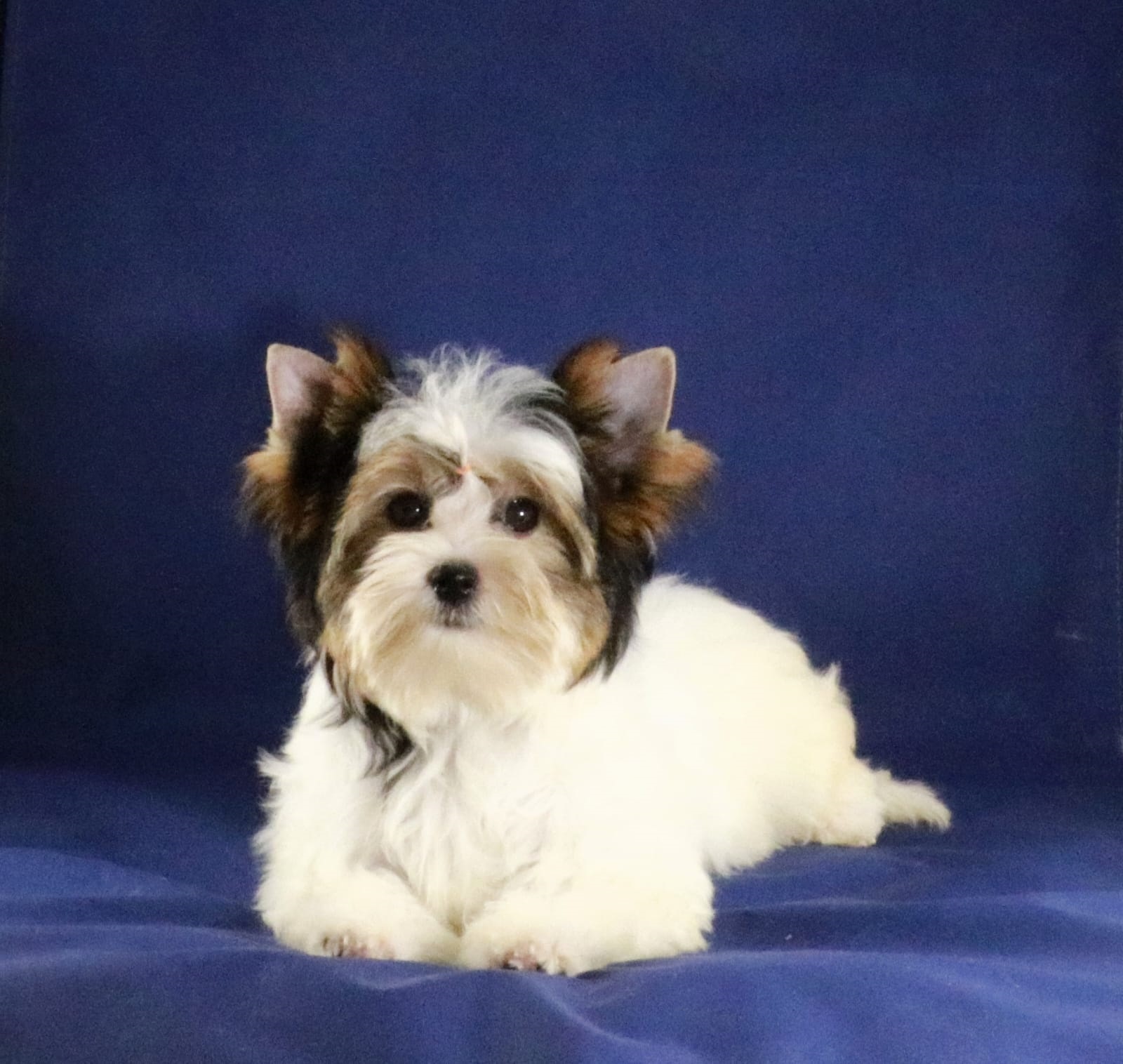 Йоркширский Бивер терьер