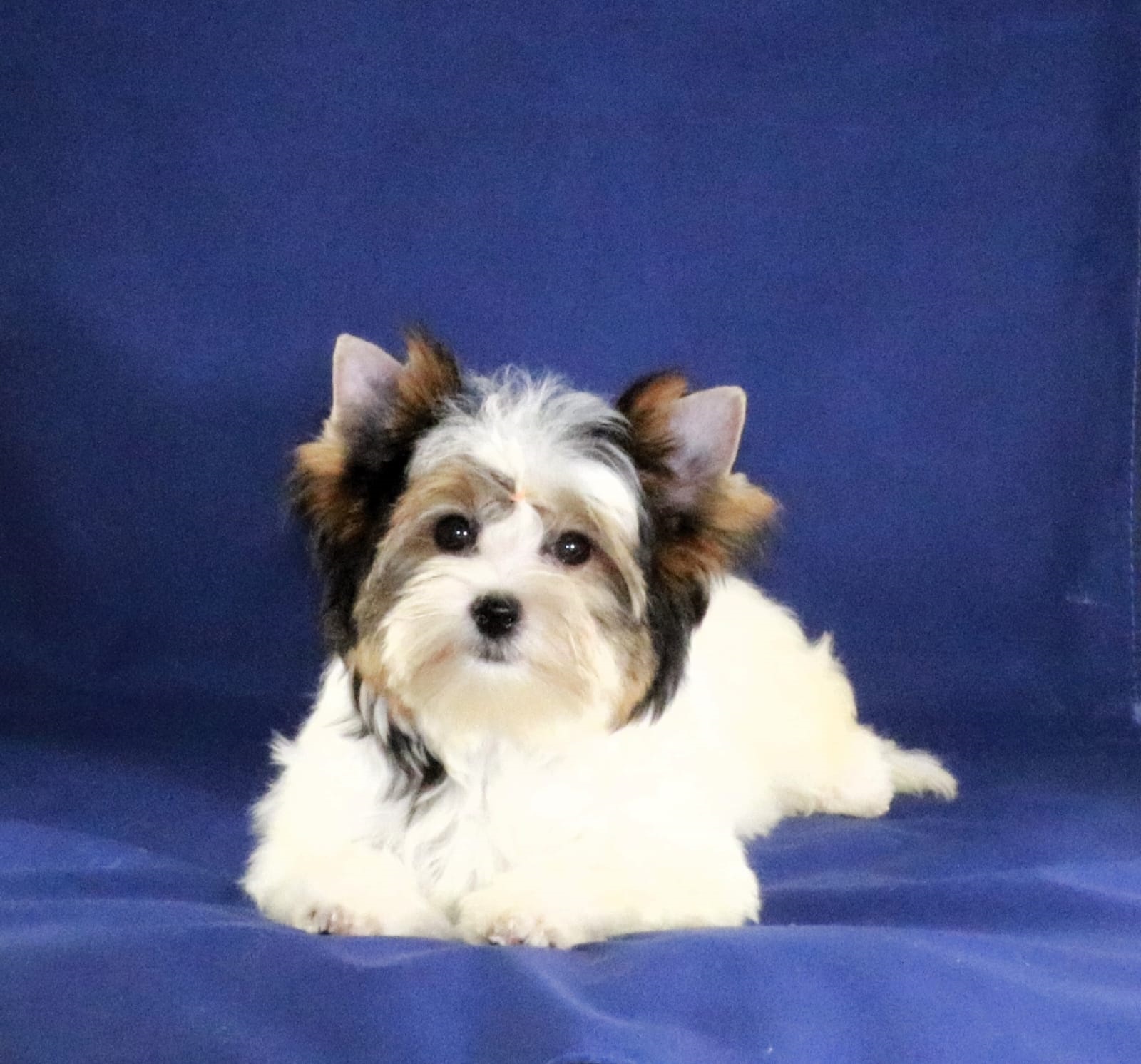 купить щенка Бивер терьера