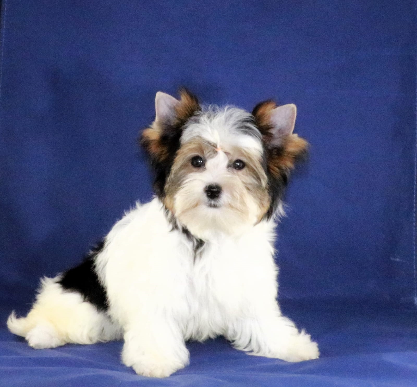 купить щенка Бивер терьера