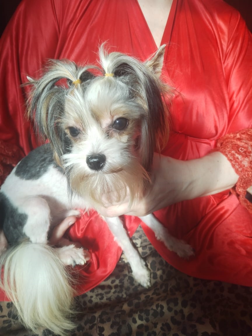 Йоркширский Бивер терьер