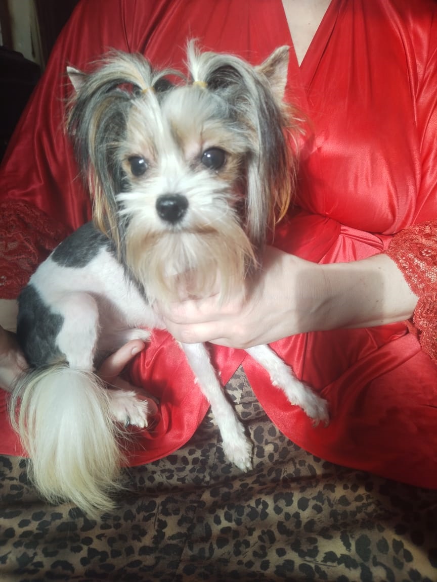 Купить Бивер Йорка