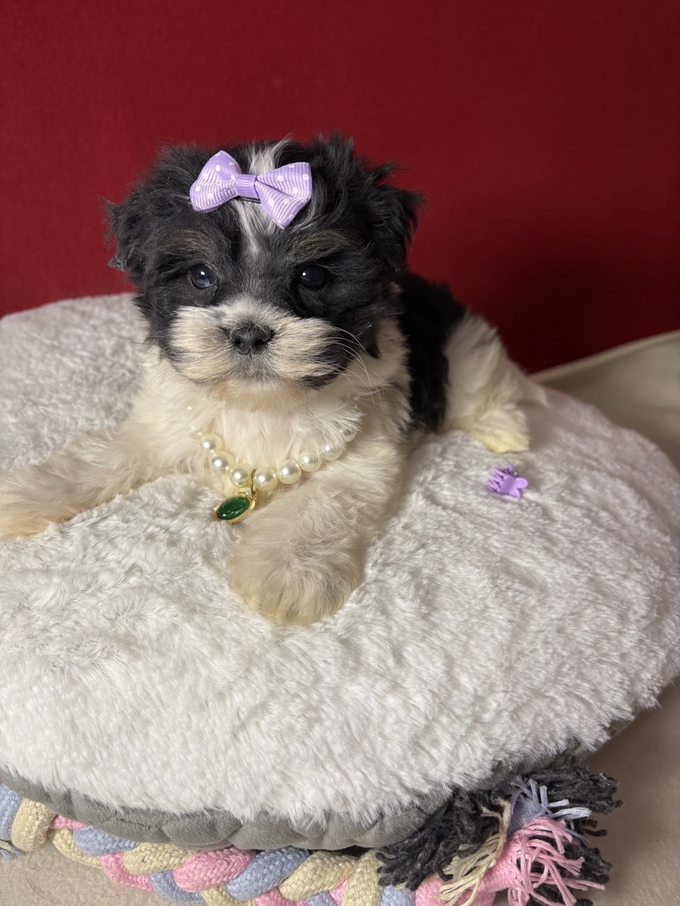 Девочка бивер