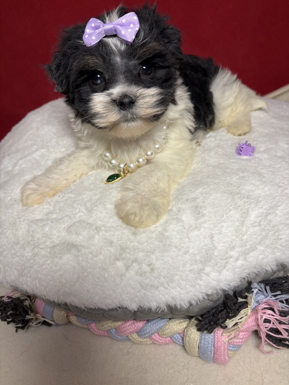 Щеноки Бивер Йорка фото