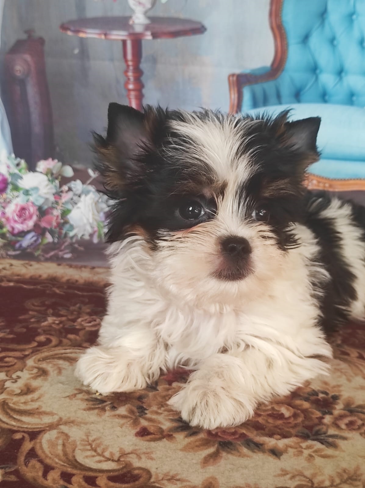 Йоркширский Бивер терьер