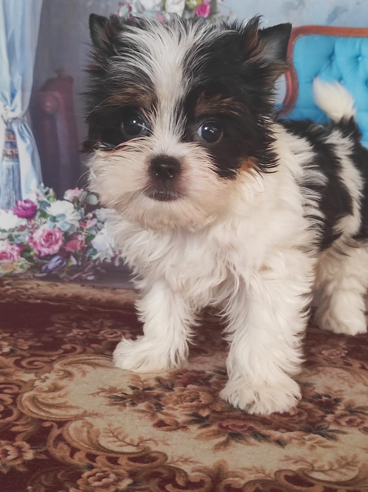 Йоркширский Бивер терьер