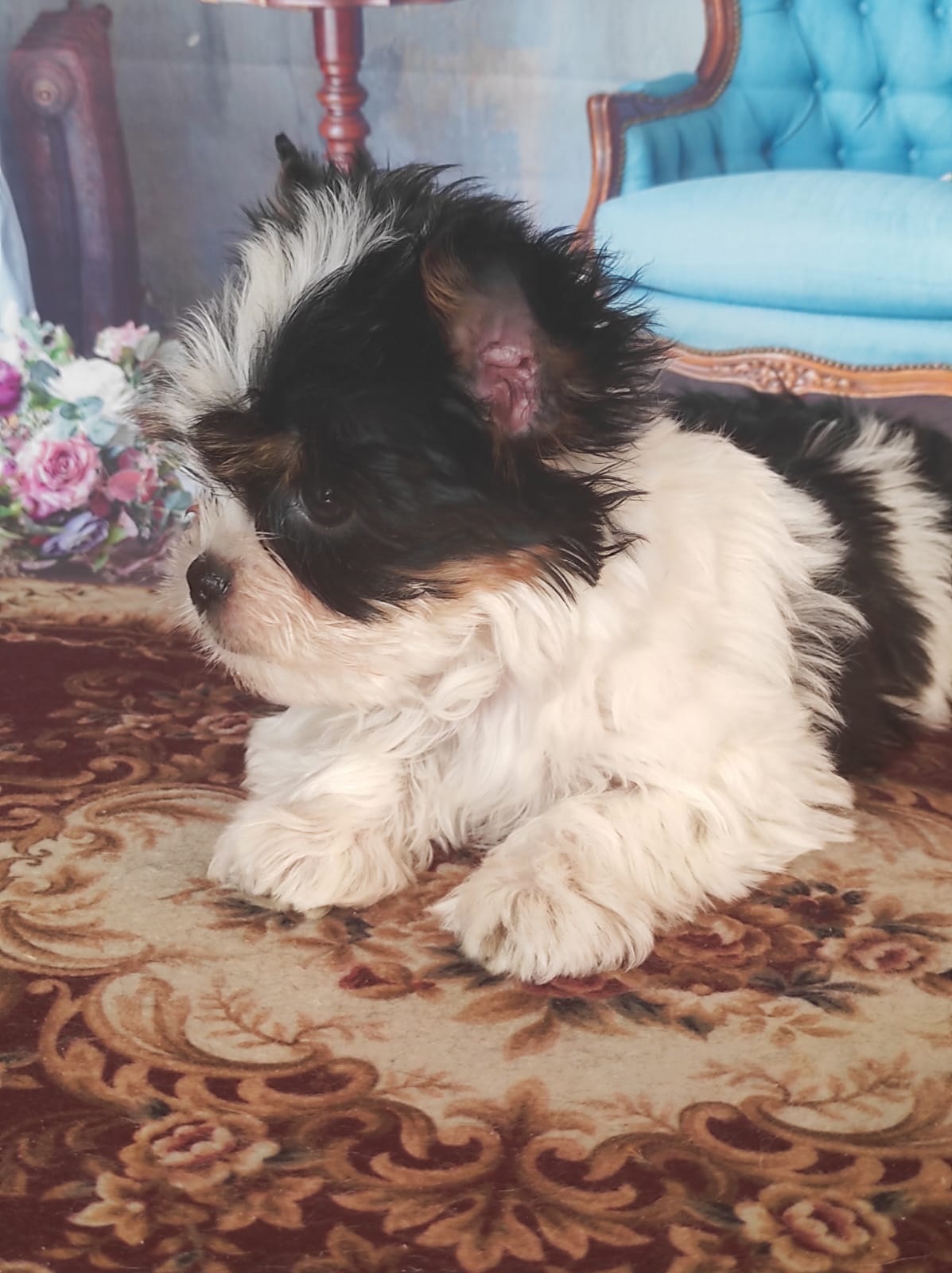 Йоркширский Бивер терьер