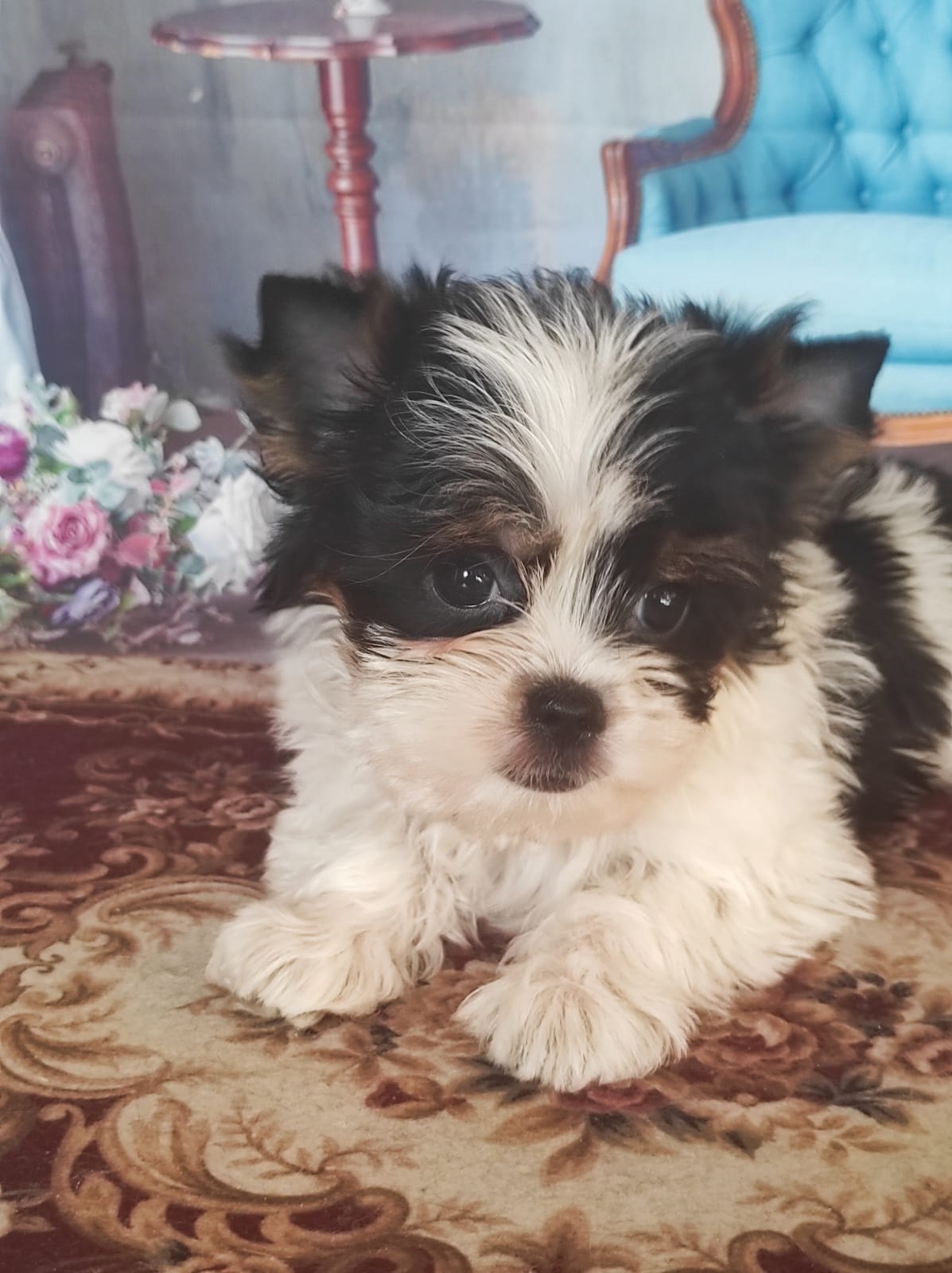 Йоркширский Бивер терьер