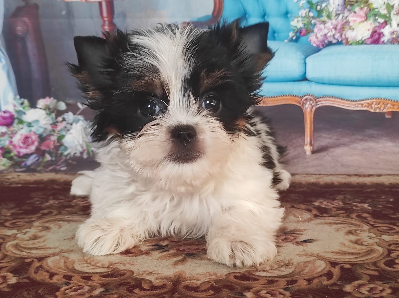 Йоркширский Бивер терьер