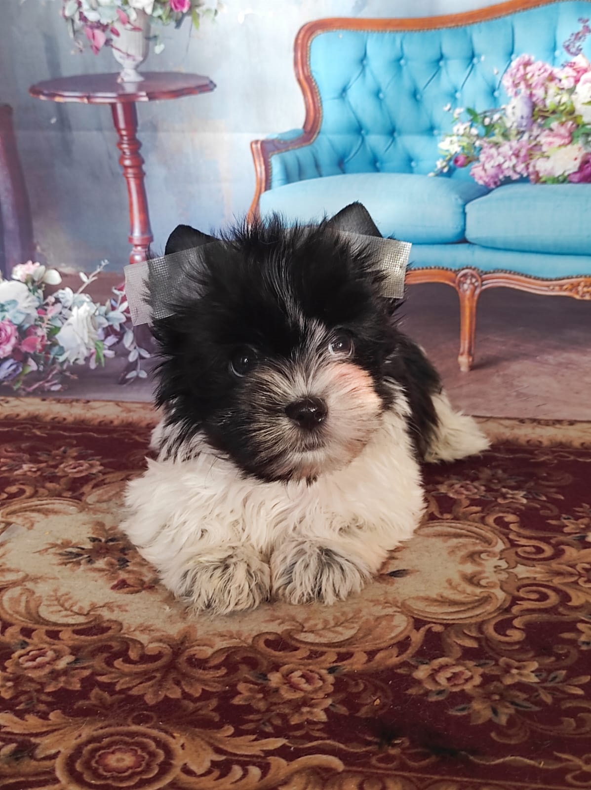 Йоркширский Бивер терьер