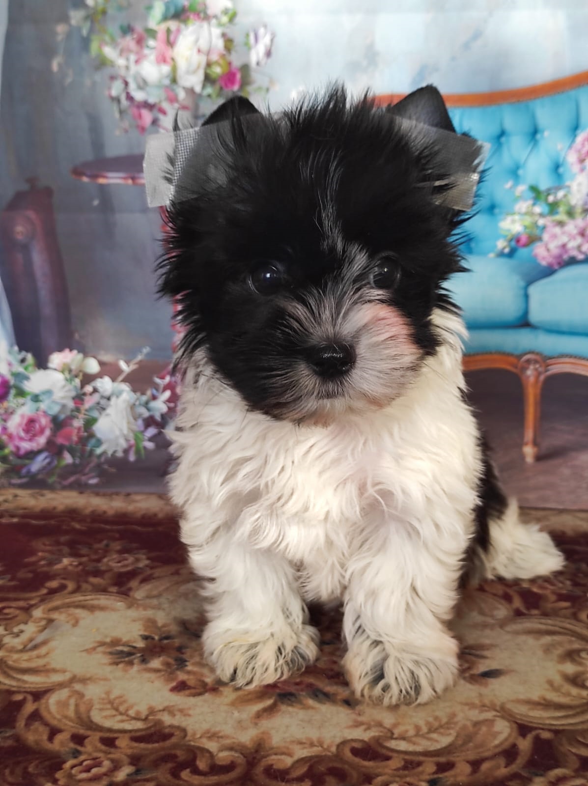 Йоркширский Бивер терьер