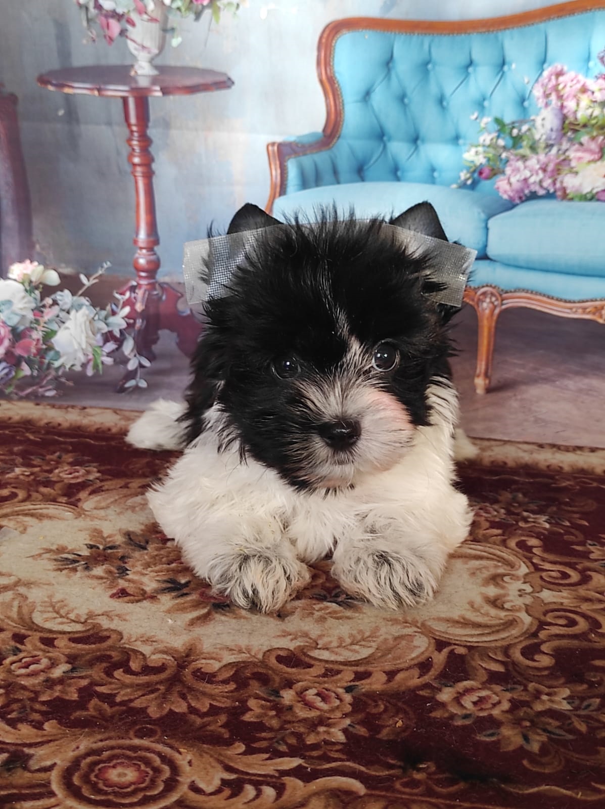 Йоркширский Бивер терьер