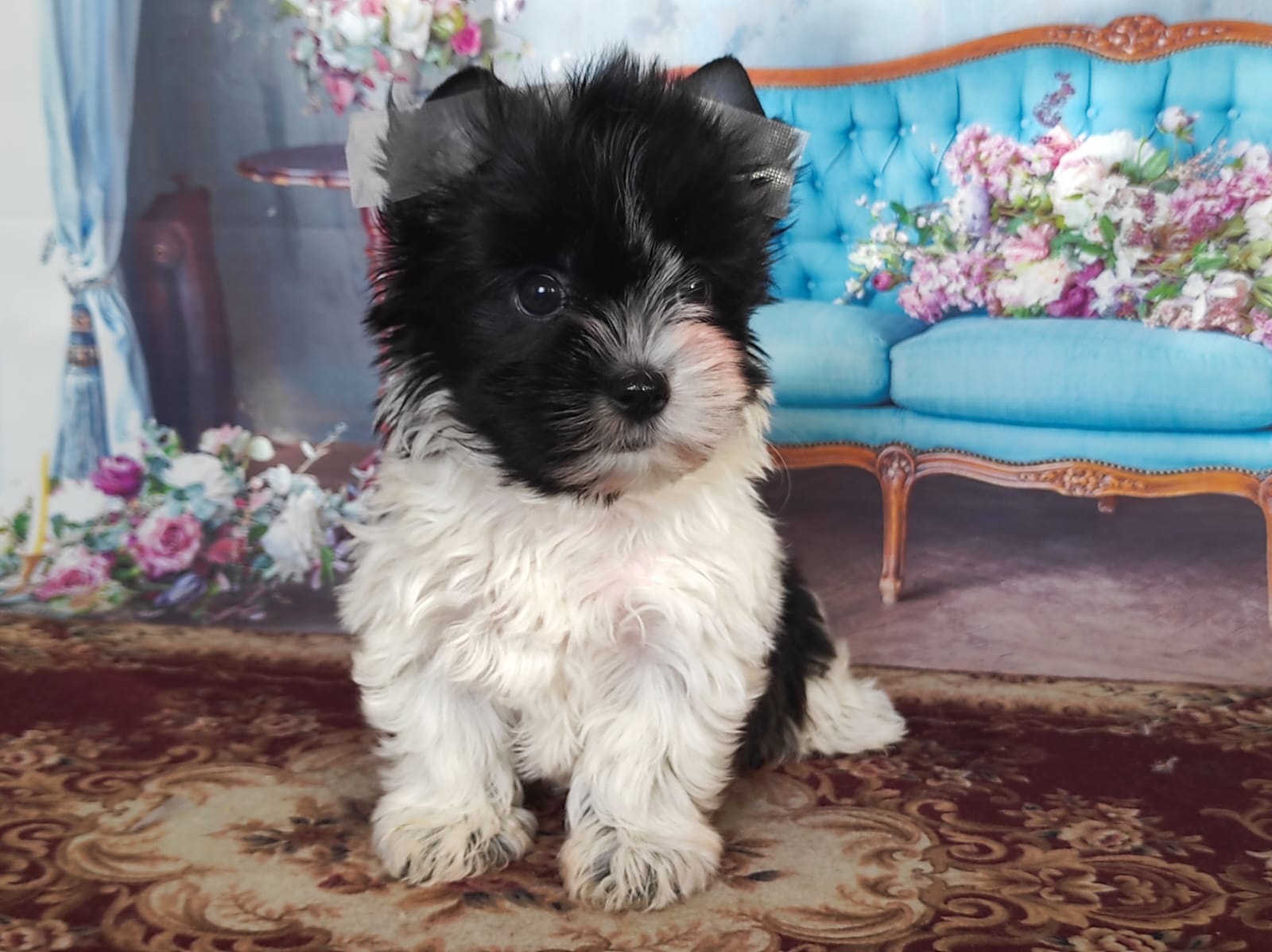 Йоркширский Бивер терьер