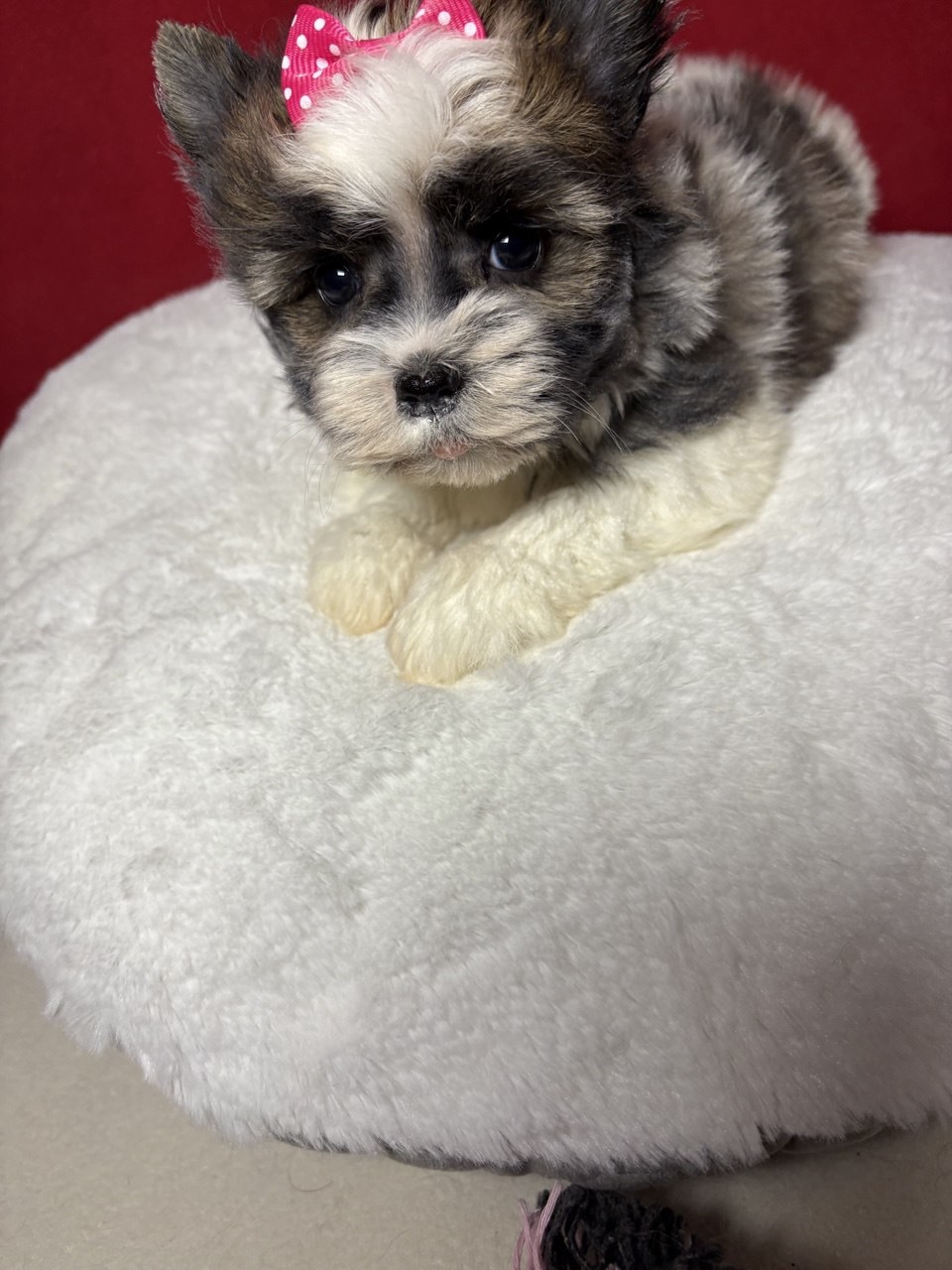 Девочка бивер