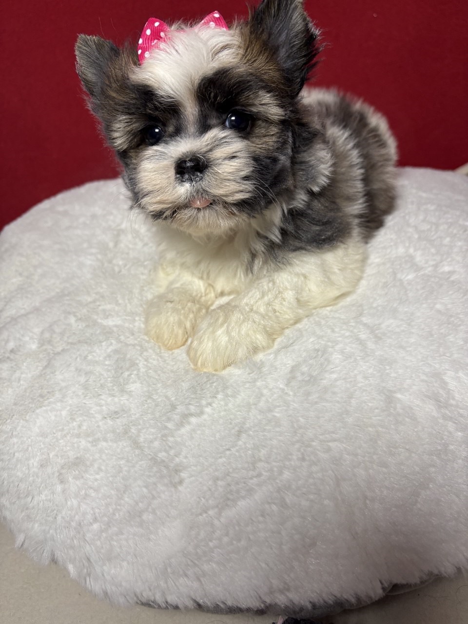 Щеноки Бивер Йорка фото